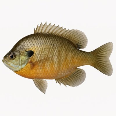 bluegill.jpg