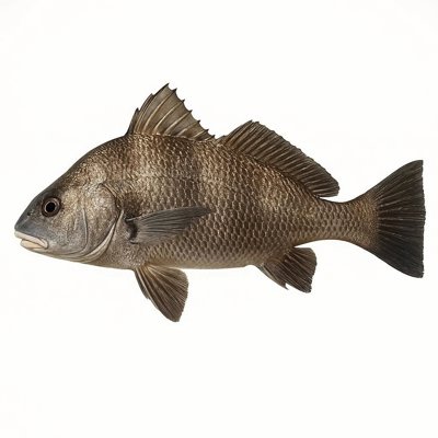 Black Drum.jpg