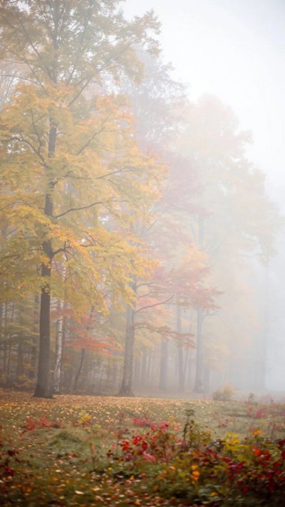 harvest-grain.webp
