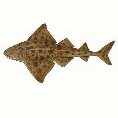 Angel Shark_3ab0e472-4bba-4390-bde0-798c3d7fff7c.jpg