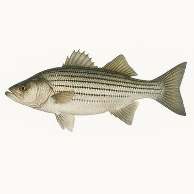 Striped Bass (Freshwater)_55198ab2-109e-43a6-b813-7cf3dc5702b8.jpeg