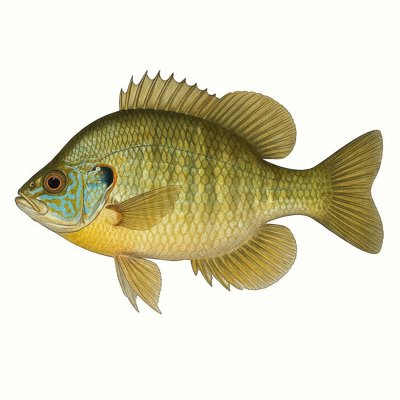 Dollar Sunfish_2aa63b19-cec3-4ce6-9468-babc24fe7f8d.jpg