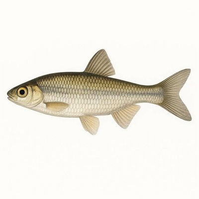 Whitemouth Shiner_be0269cd-ca30-4261-96dd-88d51a935063.jpg