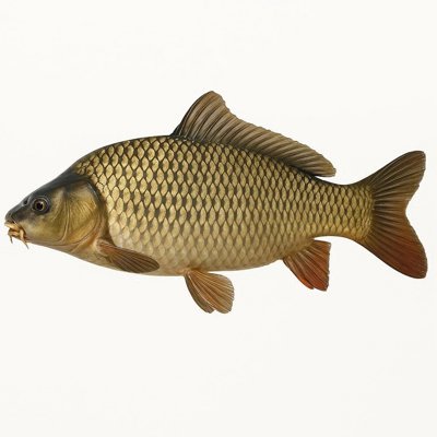 Common_carp.jpg