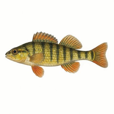 Smallscale Darter_ccae0fea-cee0-421e-90ae-20a504ba1163.jpg