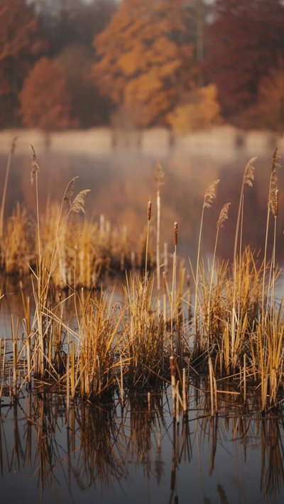 russet-twig.webp