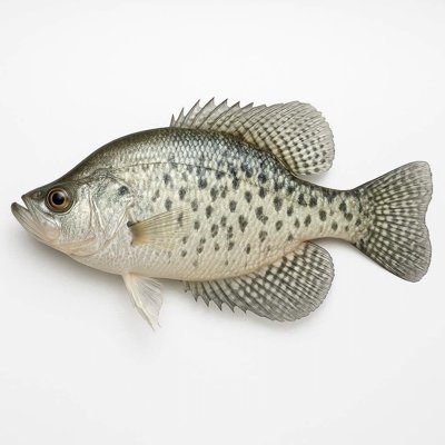 white_crappie.jpg