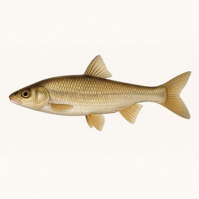 Sicklefin Chub_110242f3-abe9-4512-8816-a202a5f30254.jpg