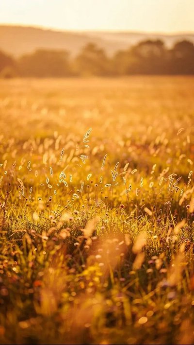 hayfield-stubble.webp