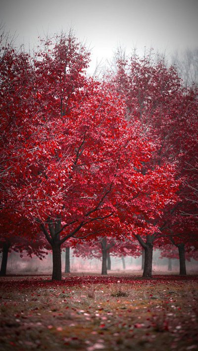 harvest-reap.webp