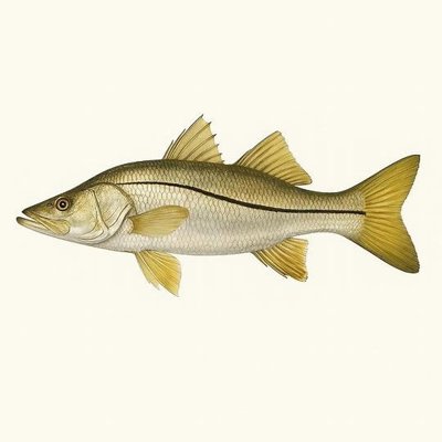 Common Snook_70c093c6-e4f1-4671-8e4c-7fc982a7bb17.jpeg