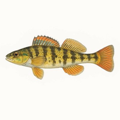 Gilt Darter_24b011cd-19cf-4a0f-b7ab-37562589685e.jpg