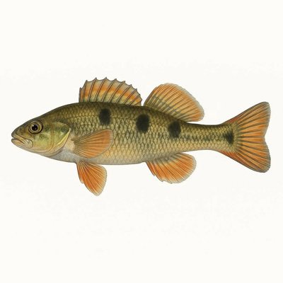 Threespot Darter_d9d21988-2197-463e-8c83-26c7bcb59d8c.jpg