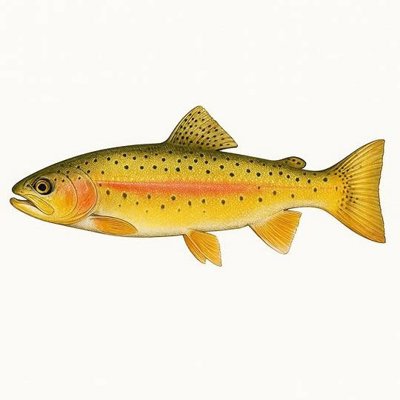 Golden Trout_1ee7083d-18de-49e3-b220-18ff03ffa02c.jpeg