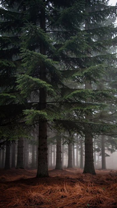 bracken-brush.webp