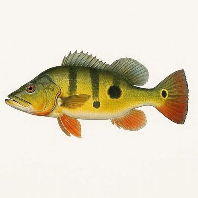 Peacock Bass_4d81f827-31a5-4655-8364-33d831f94f9b.jpeg