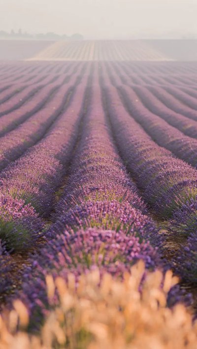 prairie-grass.webp
