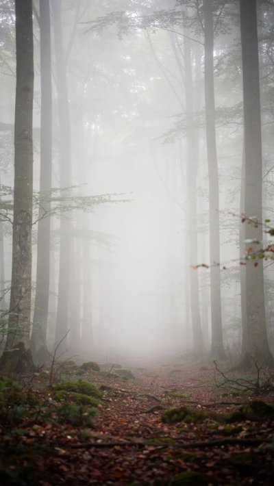 nimbus-front.webp