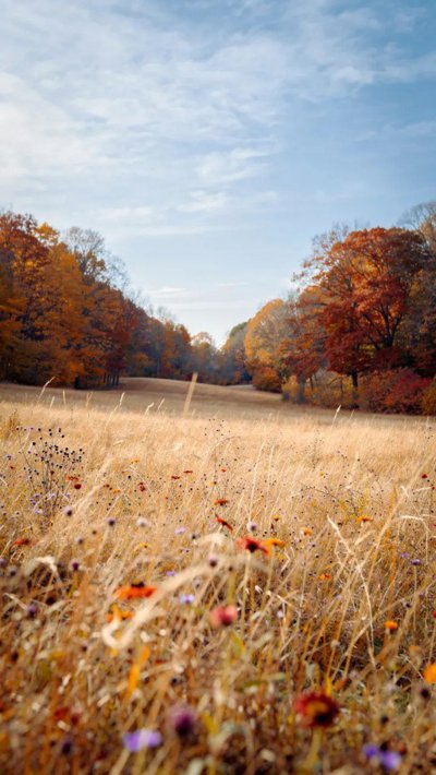 hayfield-bale.webp