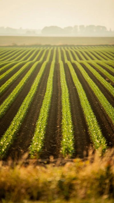 prairie-horizon.webp