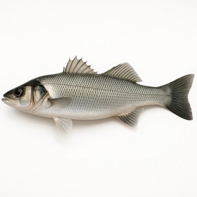 Sea_Bass.jpg
