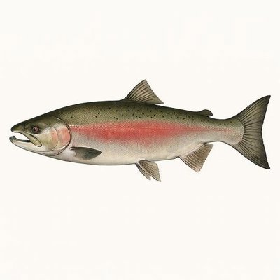 Coho Salmon_466a3402-c1f0-434c-9f0d-c0ac8edc8804.jpeg