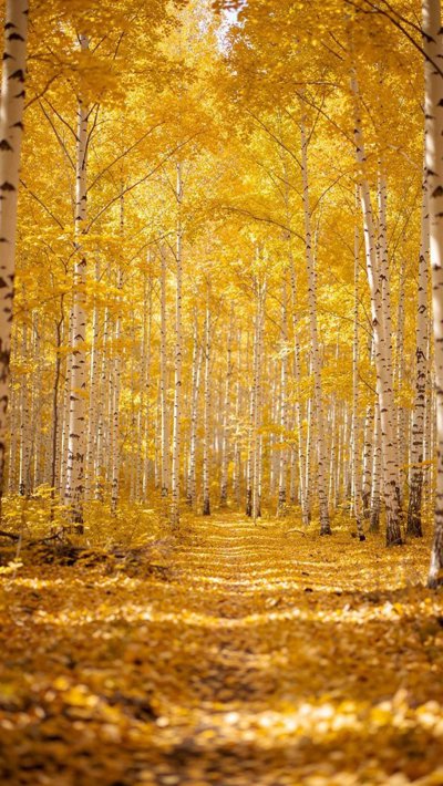 harvest-sheaf.webp