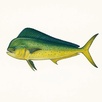 Mahi Mahi_89780a43-fa1b-495c-b88c-2218e7afb563.jpeg