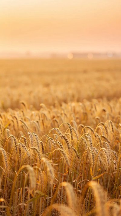 prairie-breeze.webp