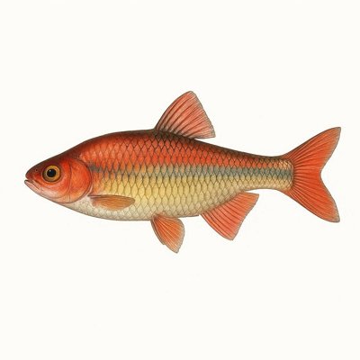 Rosyside Dace_d1ef7b1e-bf6a-4801-9928-18262e4dd00d.jpg