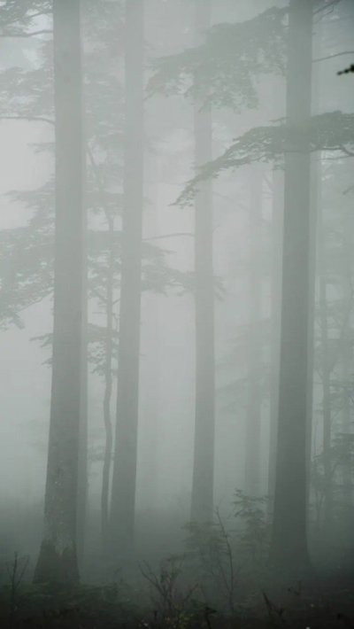 canopy-shade.webp