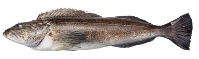 lingcod.jpg