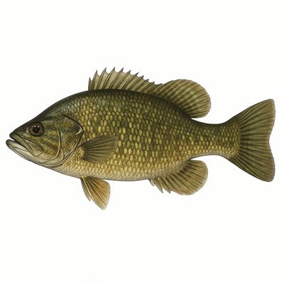 Roanoke Bass_08fb5403-f415-4b98-a880-3bea8941cec2.jpg