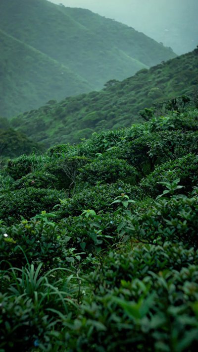 pasture-hill.webp