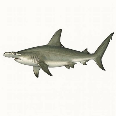 Great Hammerhead Shark_1da72285-4718-4869-9d43-0e93cb71acdf.jpeg