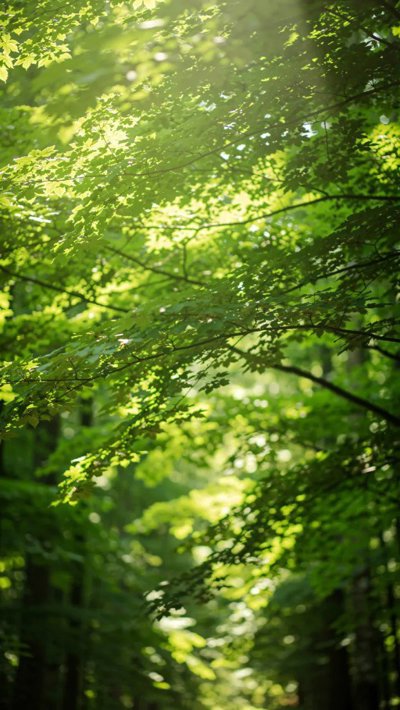 glade-haven.webp