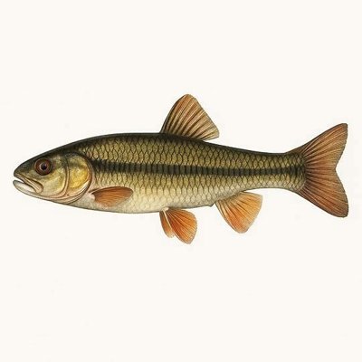 Creek Chub_0b37de47-f6a4-4520-9cc3-3958945d8927.jpeg