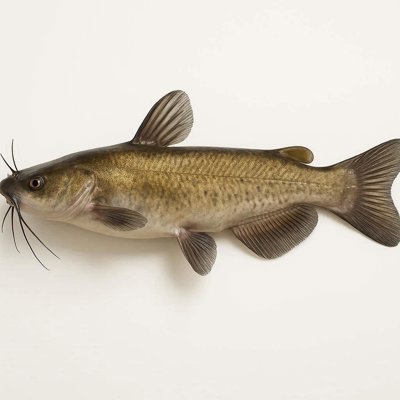 channel_catfish.jpg