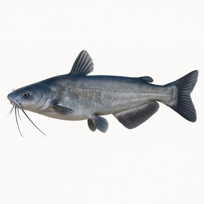 blue_catfish.jpg
