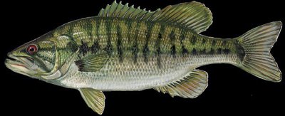 Shoal_Bass.jpg