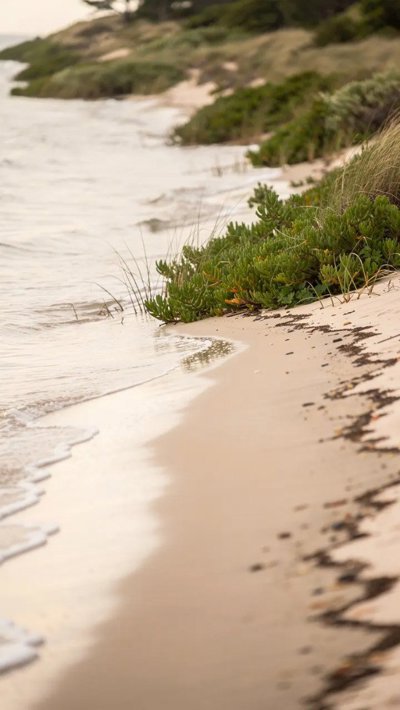 driftwood-branch.webp