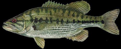 Spotted_Bass.jpg