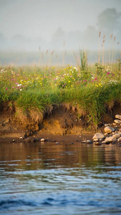 driftwood-plank.webp