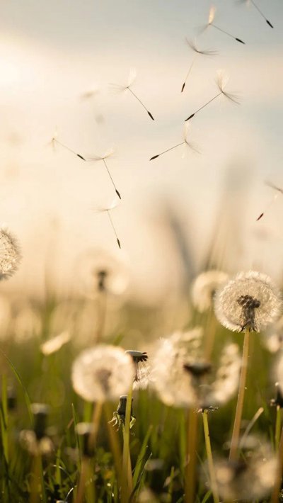 petal-dew.webp