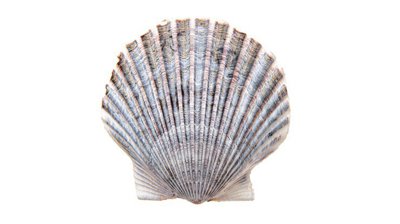 Bay Scallop_981988c0-fd1a-4eb8-a4e9-ae24affa9bde.jpg